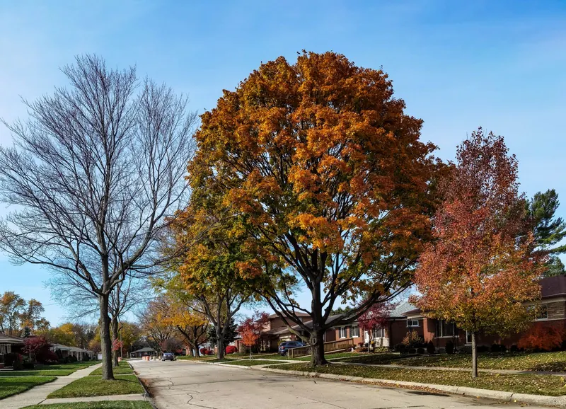 A quiet suburban street of single-story brick homes lined with trees in autumn color